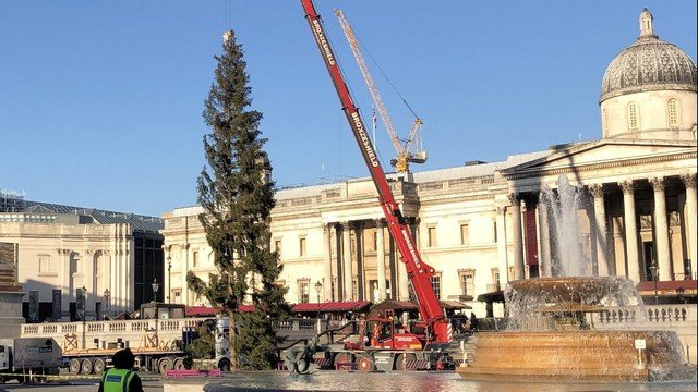«Бедное старое дерево». Главную елку Лондона осмеяли в соцсетях за унылый вид