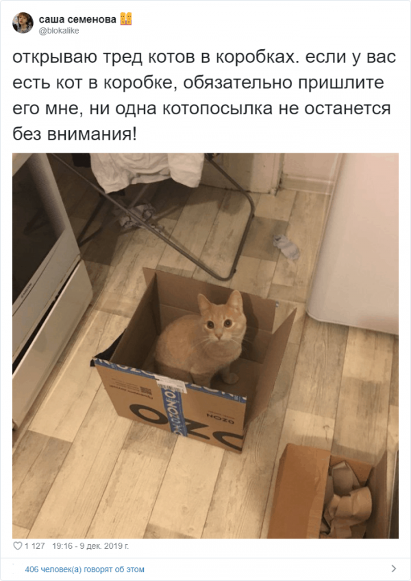 Тред в Твиттере: коты и коробки созданы друг для друга Тред в Твиттере: коты и коробки созданы друг для друга