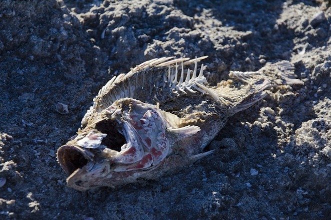 Самые редкие и необычные заболевания Самые редкие и необычные заболевания