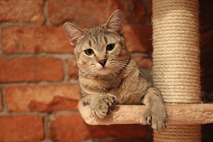 10 самых правильных пород кошек 10 самых правильных пород кошек