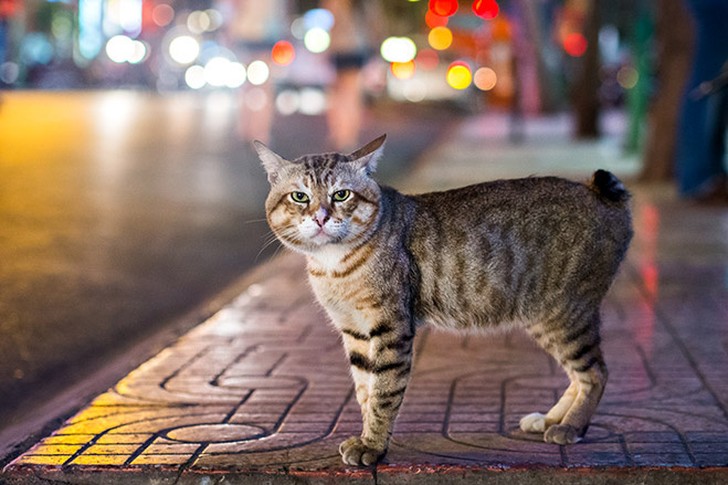 10 самых правильных пород кошек 10 самых правильных пород кошек