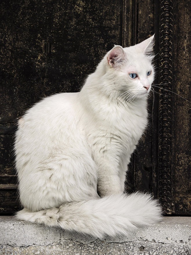 10 самых правильных пород кошек 10 самых правильных пород кошек