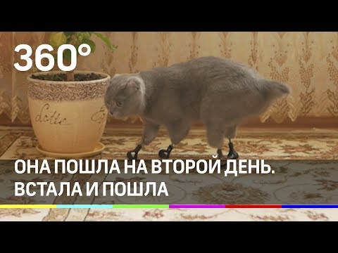 Лапки для кошки
