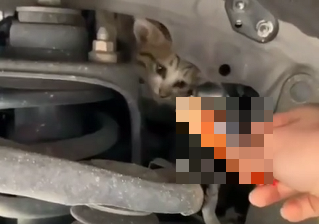 Лайфхак: как выманить котенка, который залез под капот
