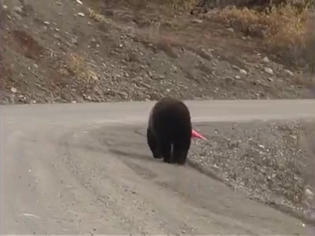 Медвежья услуга