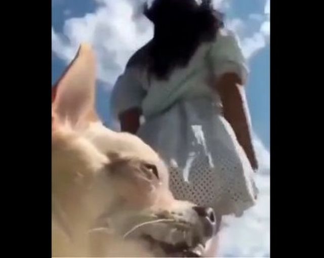 Пес, который все испортил