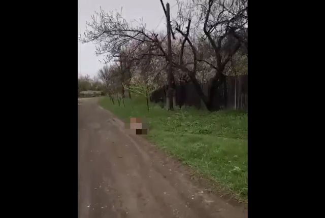 Собака изобрела новый вид транспорта