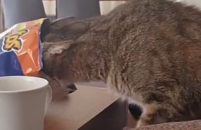 Кот, который слишком сильно любит чипсы