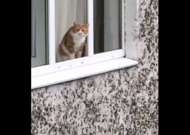 "Не прыгай!": Психологическая помощь коту