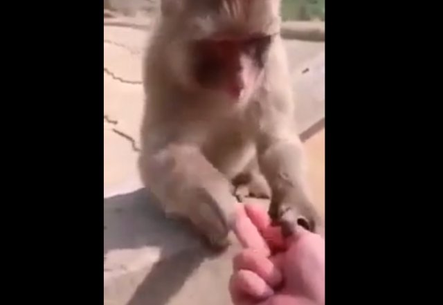 Противный обманщик!
