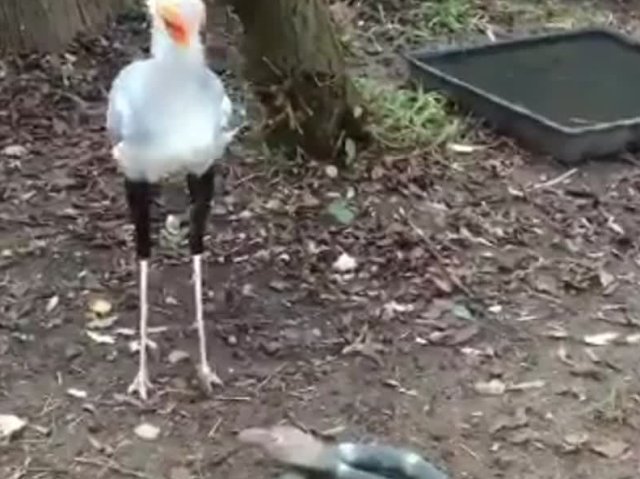 От этого бака так просто не убежать