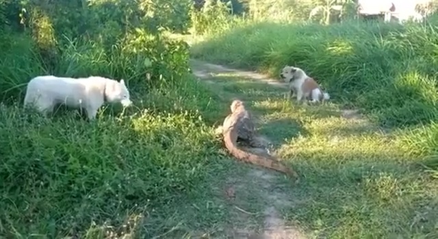 Не стоит связываться с "драконом"