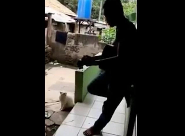 У кота "певческий" дар