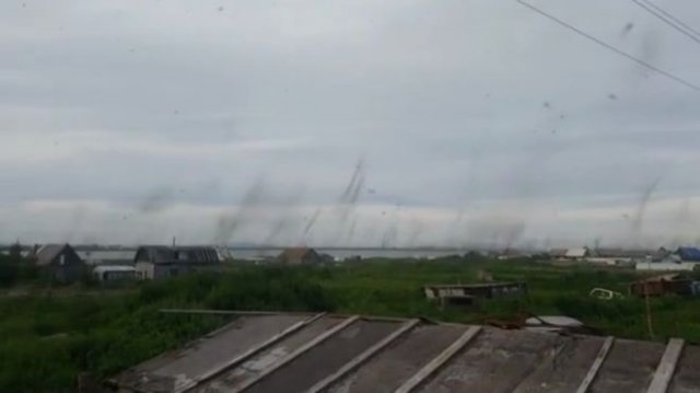 Столбы из комаров на Камчатке