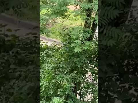 Смоленская резня качелей