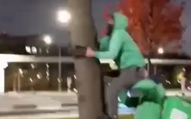 Доставщики еды спасли кошку, которая застряла на дереве