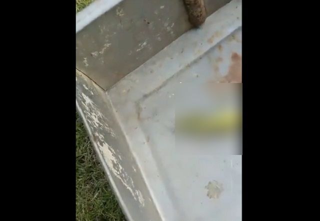 В мире насекомых: червь-паразит "Волосатик" покидает свое "жилище"