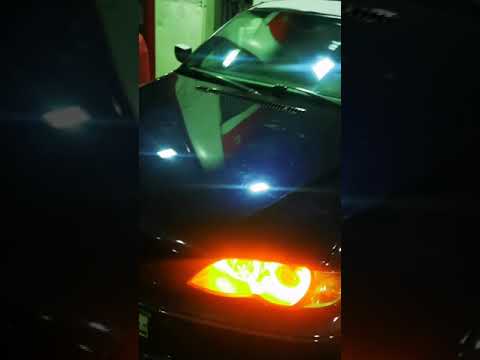 Кот-диверсант против BMW
