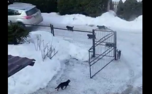 Целая "банда" котов устроила погоню за автомобилем