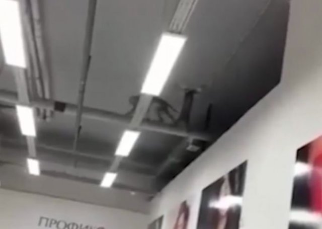 Случай в Асбесте: обезьянка сбежала с выставки и теперь "живет" в торговом центре