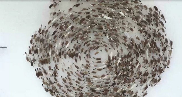 Олени водят хоровод в Мурманской области