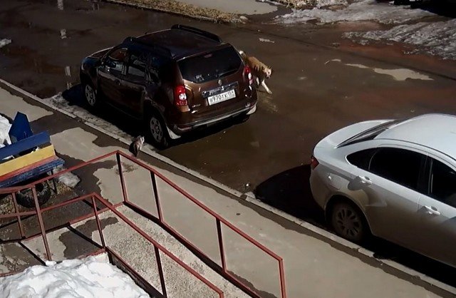 Стая бродячих собак напала на кошку в Пермском крае