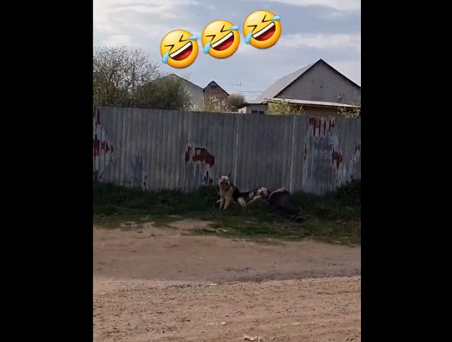 Собачья жизнь