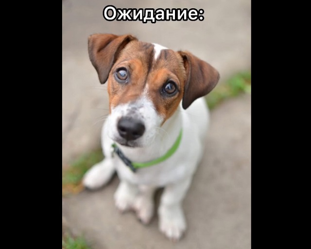 Почему не стоит покупать щенков у неизвестных продавцов в Сети