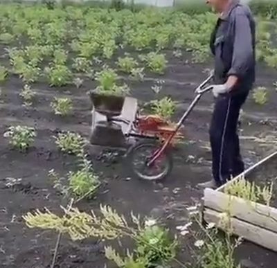 Автоматизация! Устройство для изничтожения колорадских жуков