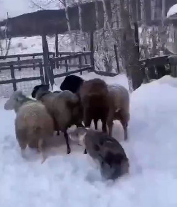 Помощник