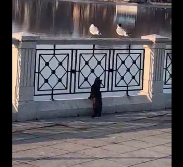 Кот, которого унизили голуби