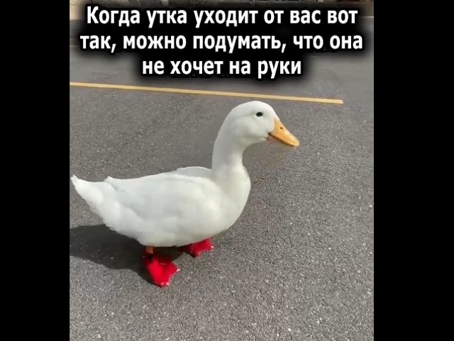 Лайфхак: как понять, что утка хочет на руки