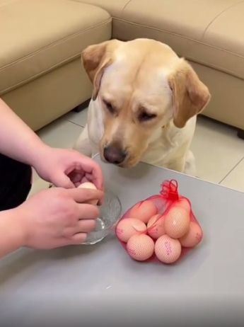 Да что ты себе позволяешь, двуногий