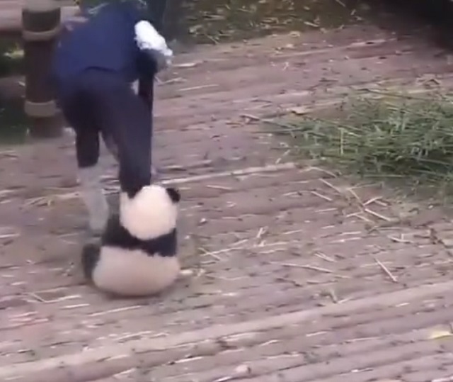 Как же тяжело ухаживать за малышами