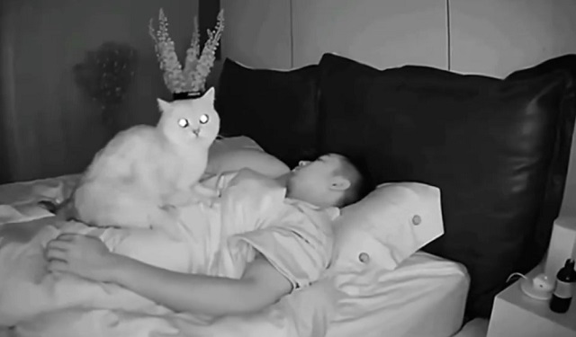 Как защититься от кота ночью