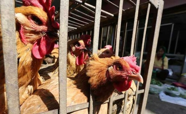 В Китае выявили первый случай заражения человека птичьим гриппом H3N8