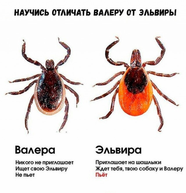 Кровавые шлюхи в кустах и на деревьях