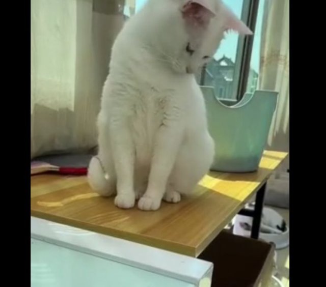 Как "сломать" кота