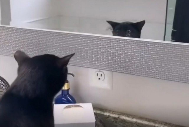 Кот не понимает, что за чудище перед ним
