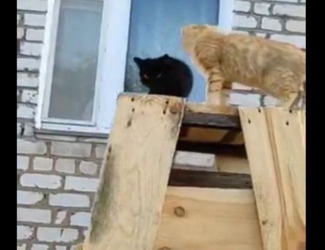 Рыжик и Черныш: очень умные и послушные коты