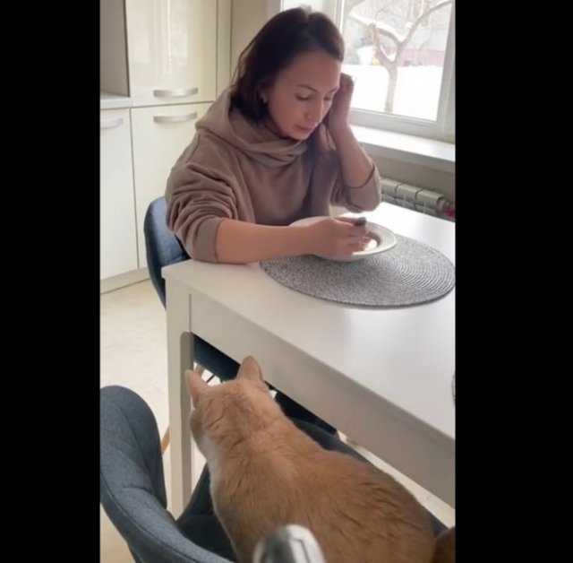 Кот не позволит, чтобы хозяйка трапезничала в одиночестве