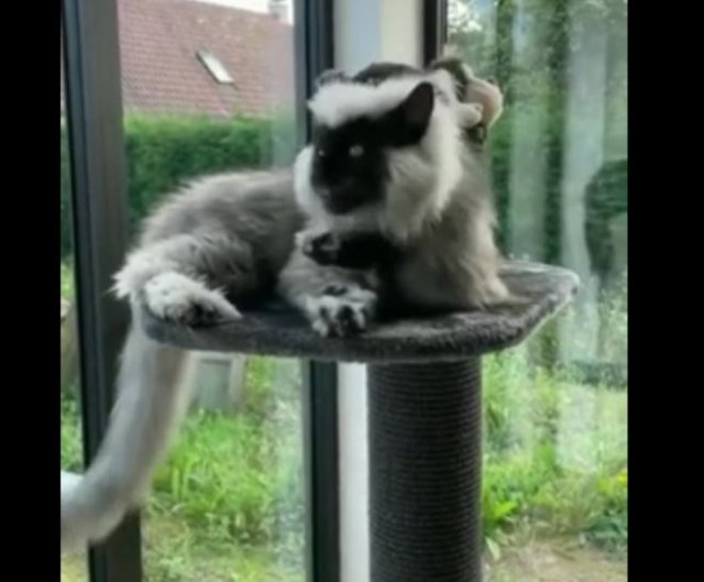 Кот с необычным окрасом