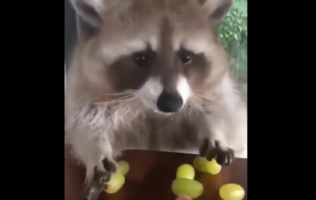 Енот не очень доволен, что кто-то хочет забрать у него виноград