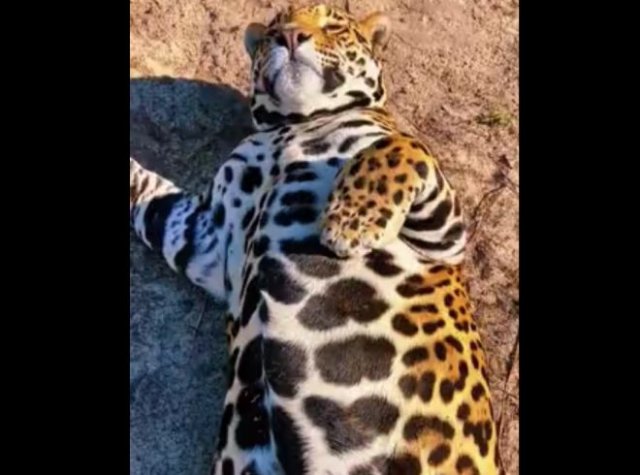"Котик" наелся и отдыхает на солнышке