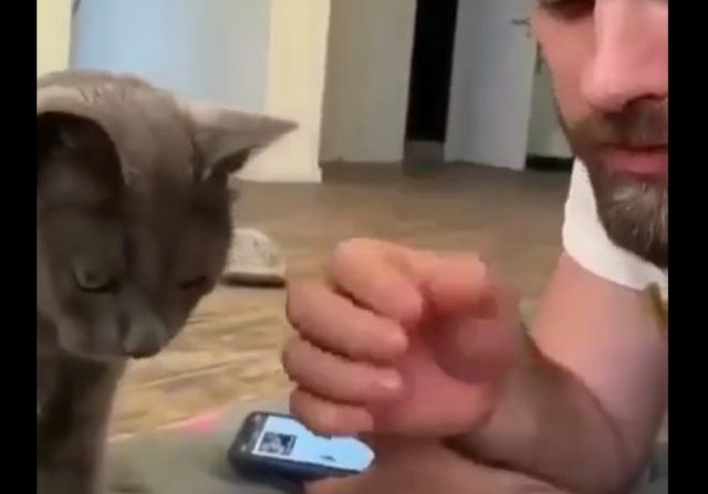 Наглая эксплуатация кота