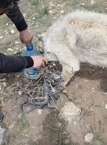 Спасение собаки