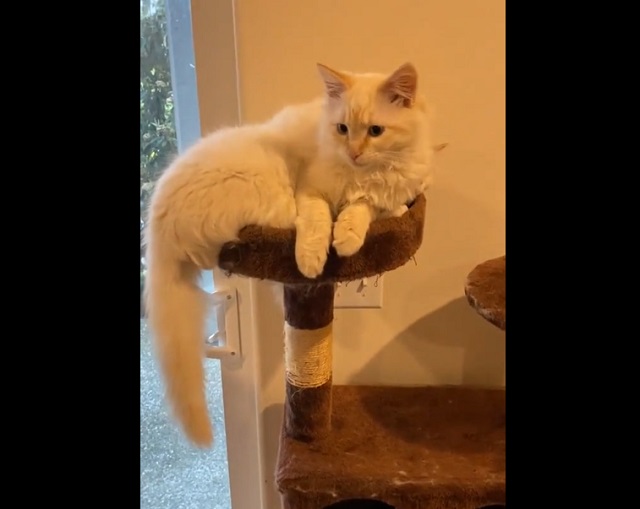 "Котическая" иллюзия