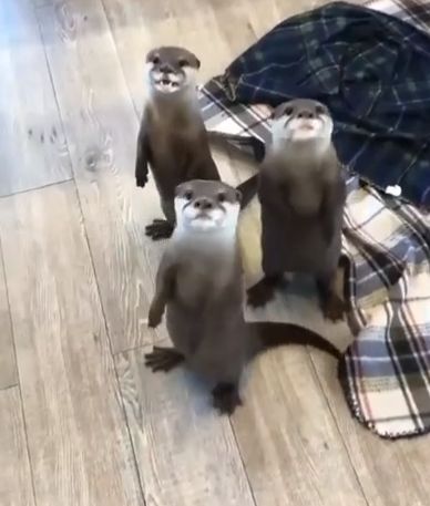 Синички