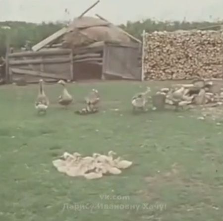 Своё хозяйство 1979 г.