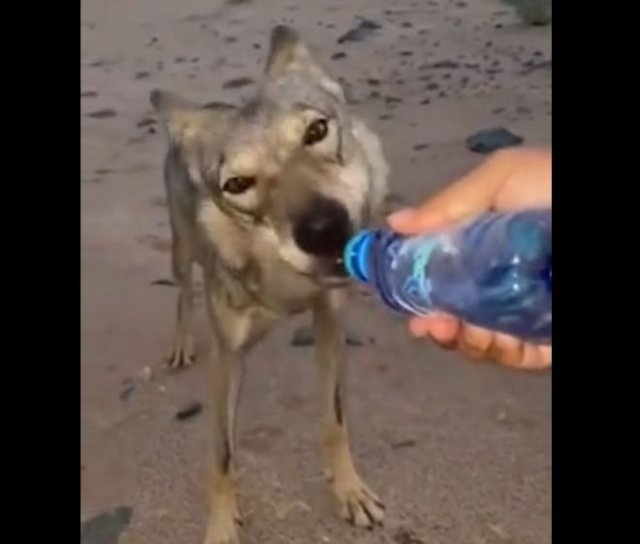 Пустынный волк принял помощь людей